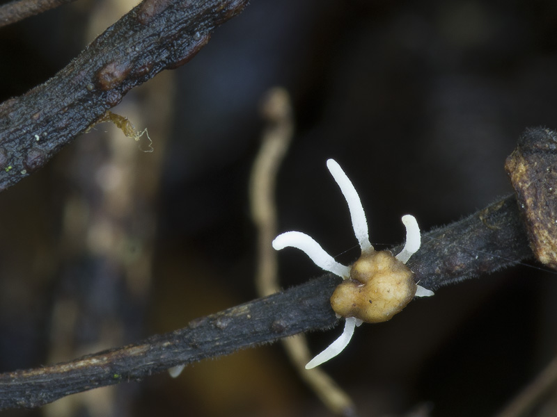 Typhula crassipes